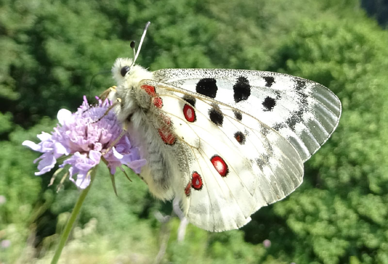 Parnassius apollo - Papilionidae